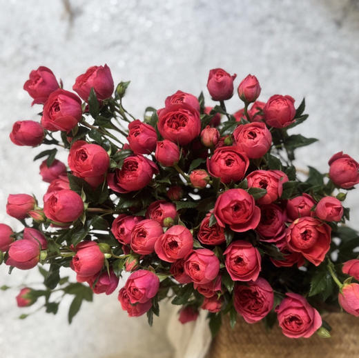 多头玫瑰.绝色果汁 商品图0