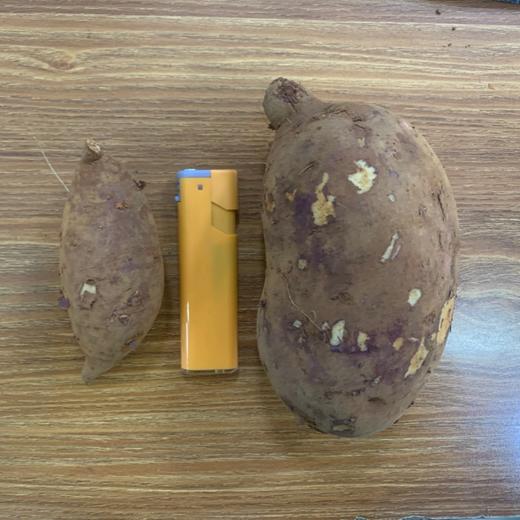 云南丝滑榴莲蜜薯（及时签收，到货就从箱子里拿出来，阴凉处摊晾放置） 商品图14