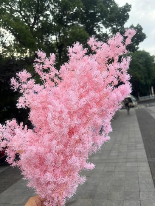 永生花蓬莱松寿松（多色选择）一扎 商品图2