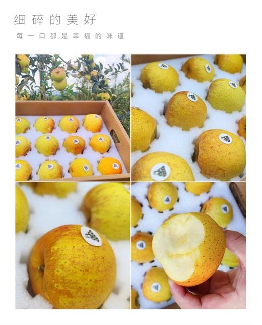 甄选 | 云南黄金维纳斯苹果 王林双拼种植黄金维纳斯苹果 商品图7