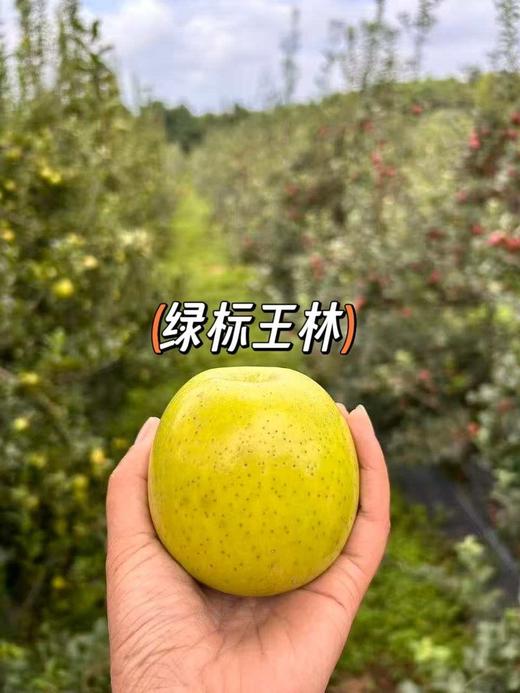苹果中的维纳斯/绿标苹果/有机王林/有机红露苹果  5斤装 商品图3
