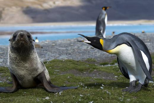 “南极半岛“之旅｜银海船去船回2026年1月23-2.5(落地圣地亚哥算day1） 商品图3