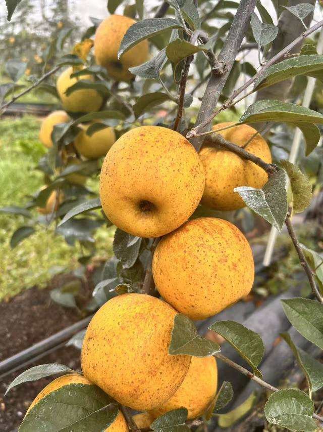 苹果中的维纳斯/绿标苹果/有机王林/有机红露苹果  5斤装