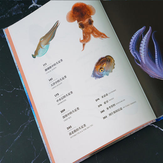 《章鱼：认识海洋中的高智商生命》普林斯顿大学生物图鉴系列 鱿鱼 乌贼自然科普图书图鉴-分销 商品图6