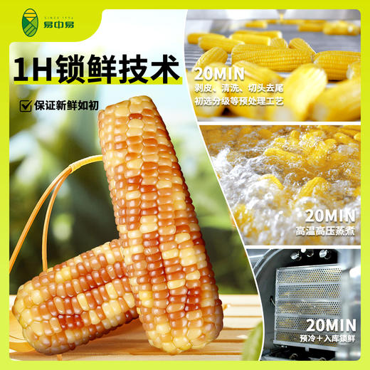 易中易有机花糯玉米家庭装1600g/袋（8穗） 商品图2