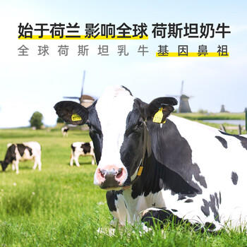 荷高（Globemilk）荷兰原装进口3.8优蛋白脱脂纯牛奶200ml*24高钙0脂肪早餐整箱送礼 /水饮冲调 /常温奶 /基础牛奶 商品图5