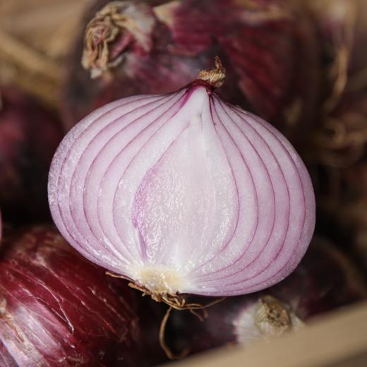 生态洋葱（河北） |   Eco-onion 商品图0