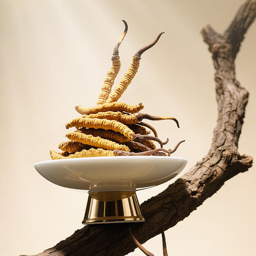 【象记】冬虫夏草2根/罐*20罐装-礼盒装（40根）10克/盒 商品图4