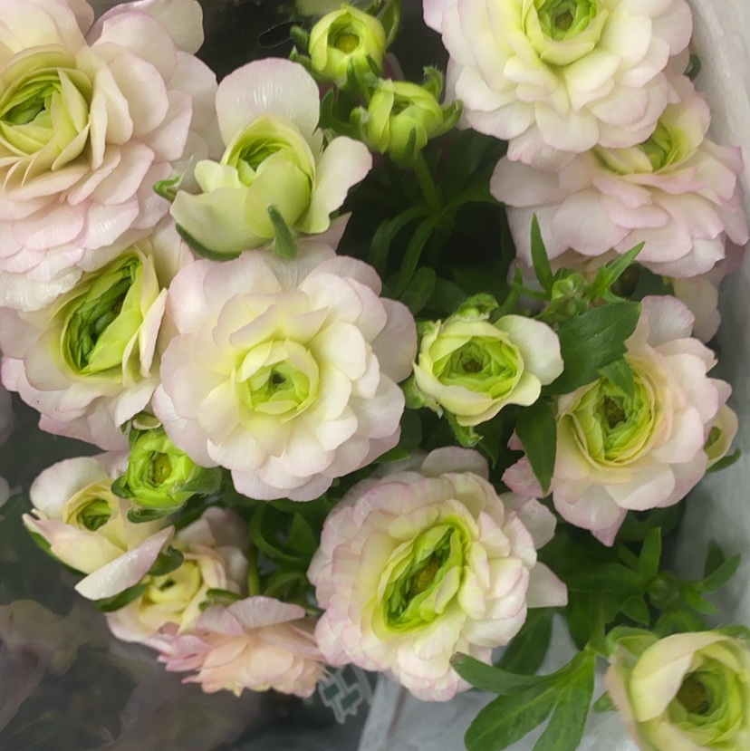 配花-蝴蝶洋牡丹-粉色-5支