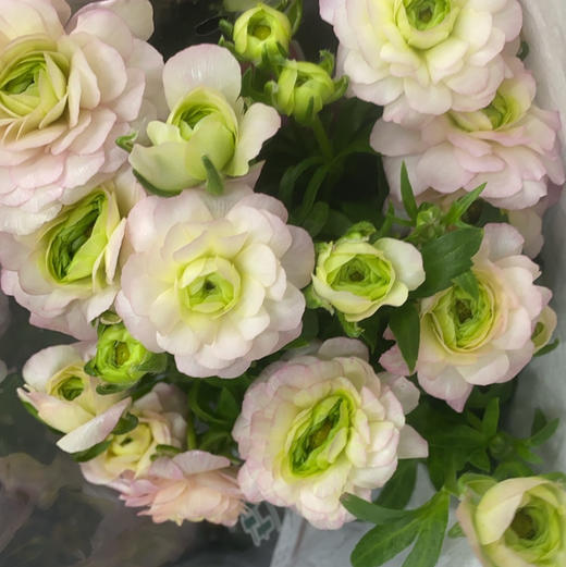 配花-蝴蝶洋牡丹-粉色-5支 商品图0