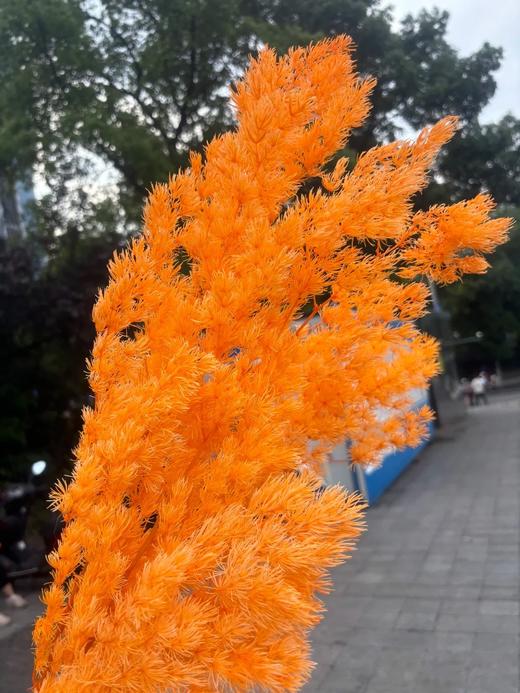 永生花蓬莱松寿松（多色选择）一扎 商品图10