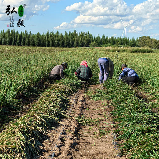 【弘毅六不用生态农场】六不用 顺季节 不盖地膜 洋葱5斤/份 商品图5