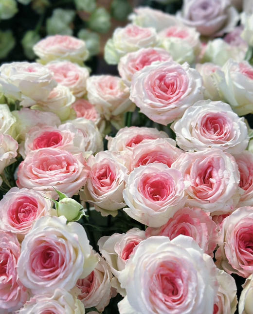 【娇柔妩媚】午夜魔法 多头 约10枝/扎 商品图3