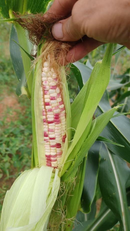 千福之苑有机种植糯玉米6斤装 商品图1