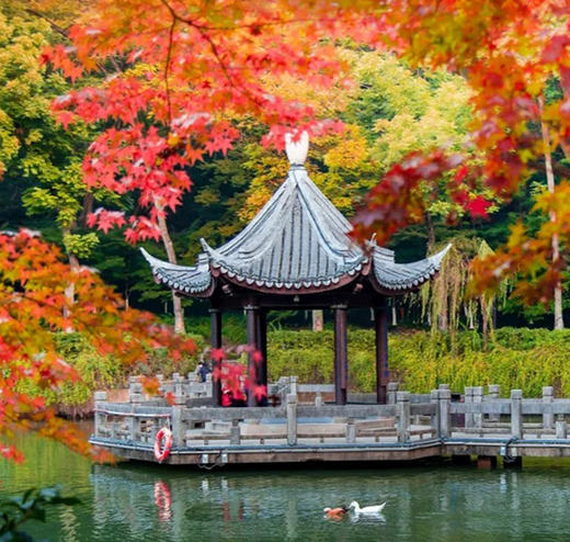 华东6大秋景+蟹宴 5天打卡天平山+莫干山+栖霞山 商品图3