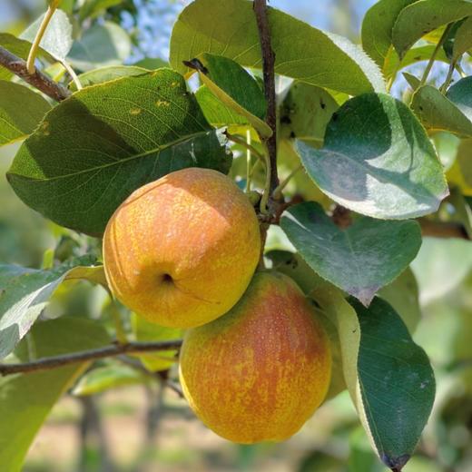 精选库尔勒香梨 商品图3