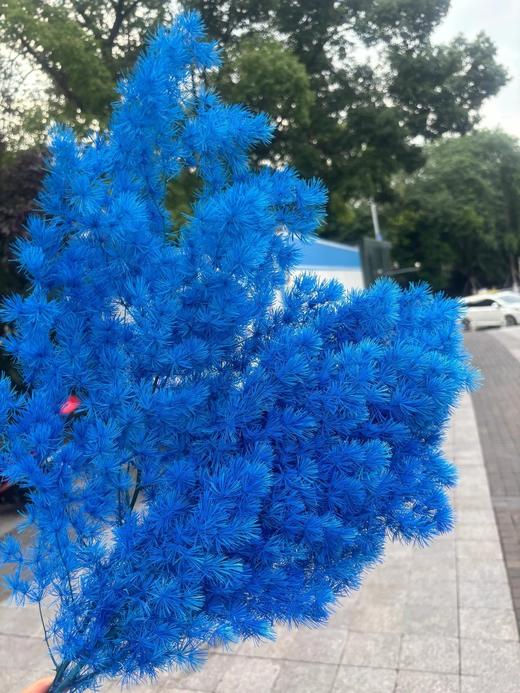 永生花蓬莱松寿松（多色选择）一扎 商品图9