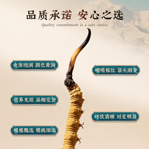 【象记】冬虫夏草2根/罐*20罐装-礼盒装（40根）10克/盒 商品图2