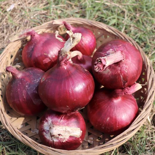 生态洋葱（河北） |   Eco-onion 商品图3