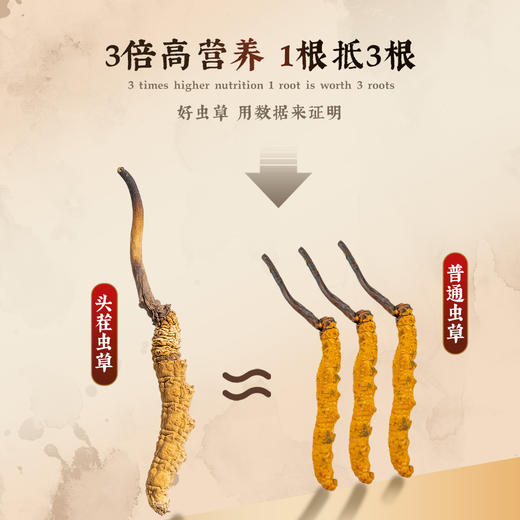 【象记】冬虫夏草2根/罐*20罐装-礼盒装（40根）10克/盒 商品图3