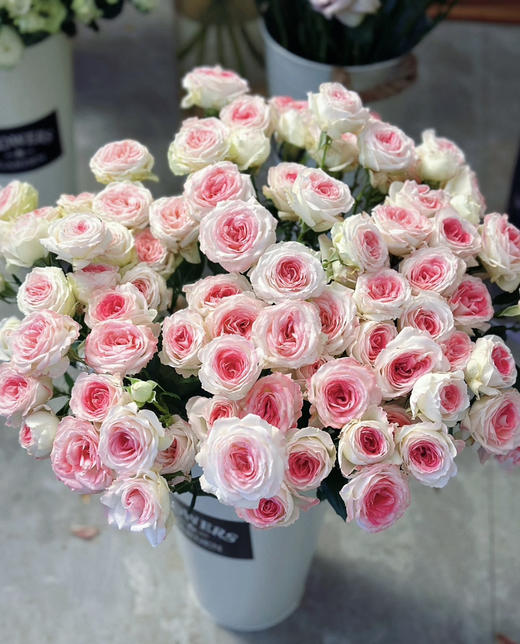 【娇柔妩媚】午夜魔法 多头 约10枝/扎 商品图2