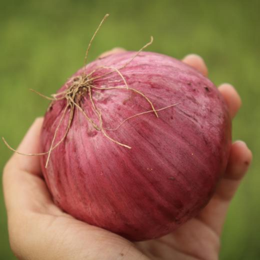 生态洋葱（河北） |   Eco-onion 商品图2