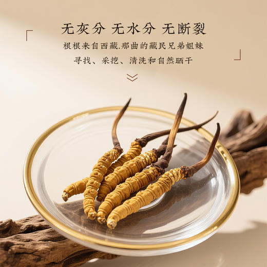 【象记】冬虫夏草2根/罐*20罐装-礼盒装（40根）10克/盒 商品图1