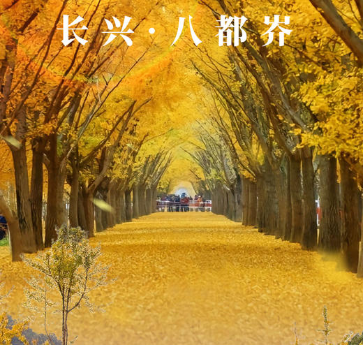 华东6大秋景+蟹宴 5天打卡天平山+莫干山+栖霞山 商品图4