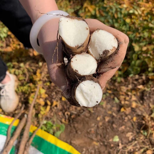 【正宗温县垆土铁棍山药】真正的“国药之宝”，3000年历史，口口粉糯香甜！10年种一茬， 商品图2