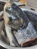 千岛湖花鲢鱼头22.8元约1.8-2斤1个，现杀加冰打包，次日到店 商品缩略图5