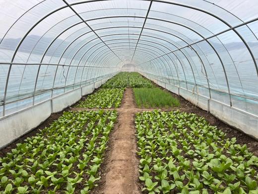 冬季大棚出租 商品图0