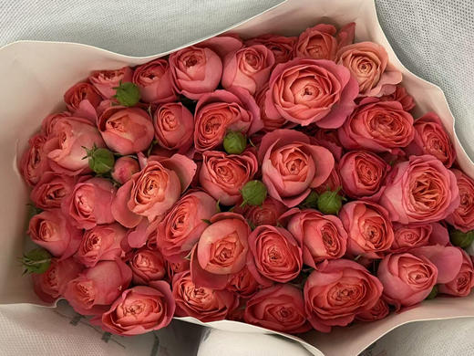 国产多头玫-【胭脂公主】 商品图1