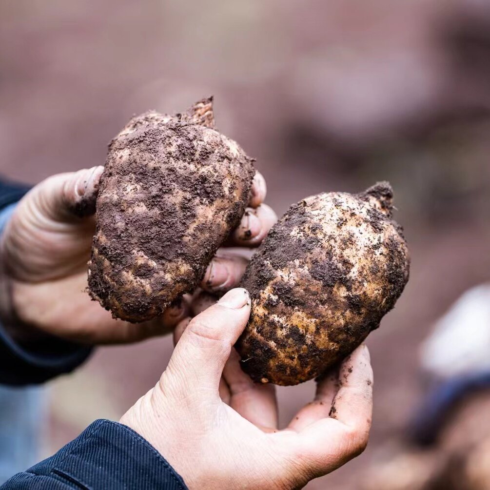 林下仿野生种植新鲜乌天麻