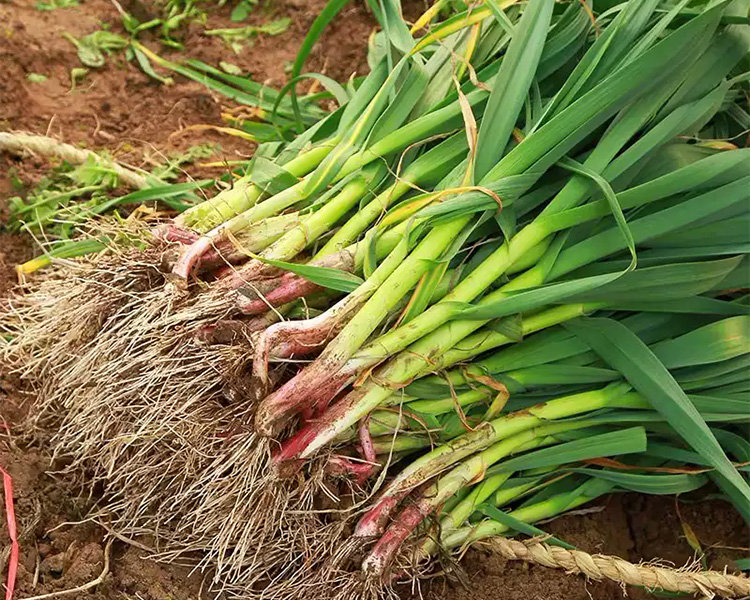 【叼鲜蔬】云南红头蒜苗/1份（约100g）