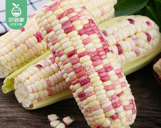 【预售-12月29日配送】良岗山农家彩糯玉米（带衣-去头尾）/1份（4根，共1.5-1.6kg） 商品图2