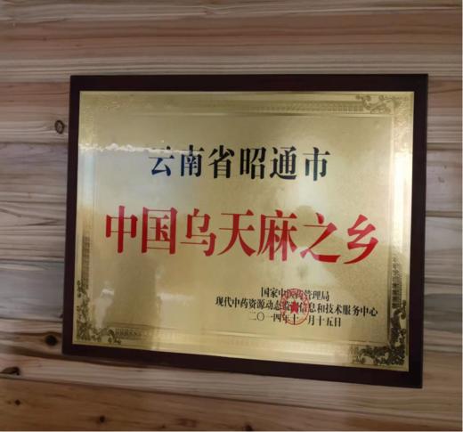 林下仿野生种植新鲜乌天麻 商品图2