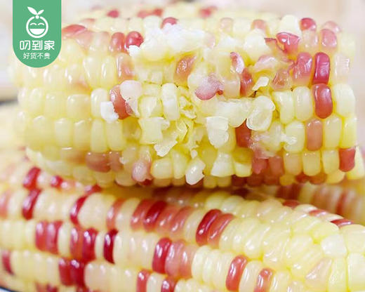 【预售-12月29日配送】良岗山农家彩糯玉米（带衣-去头尾）/1份（4根，共1.5-1.6kg） 商品图4