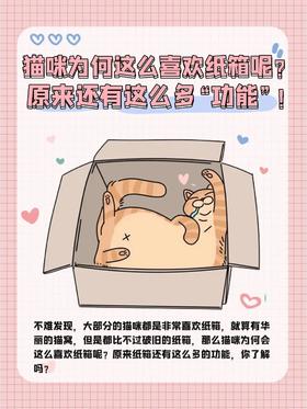 猫咪为何这么喜欢纸箱呢⁉️