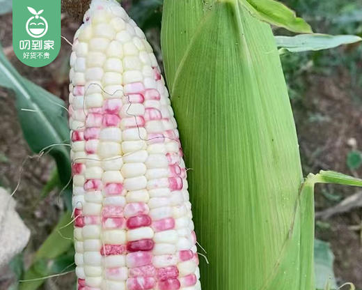 【预售-12月29日配送】良岗山农家彩糯玉米（带衣-去头尾）/1份（4根，共1.5-1.6kg） 商品图3