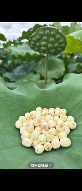 速冻鲜莲子500克