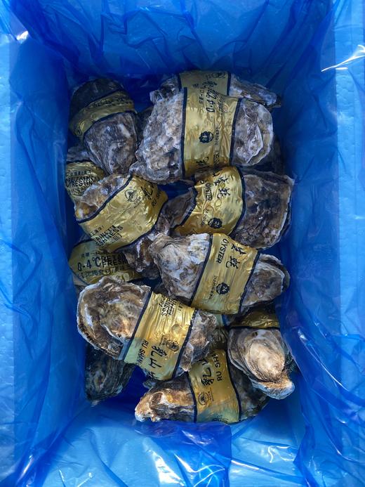 【乳山生蚝】肉质肥美爽滑  鲜活口感 低脂肪高蛋白 深海捕捞 鲜活发货！【顺丰发货】 商品图8