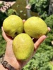 「谁不说它好吃啊！」新疆库尔勒香梨·新疆直邮   txa 商品缩略图4