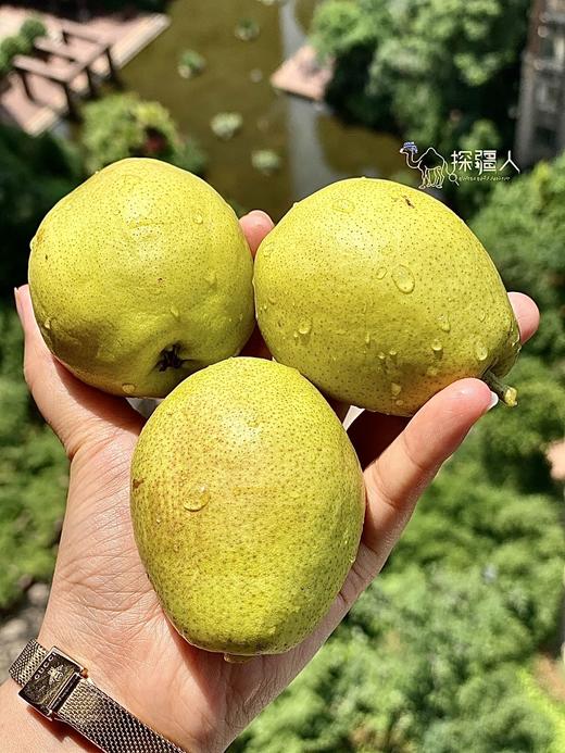 「谁不说它好吃啊！」新疆库尔勒香梨·新疆直邮   txa 商品图4