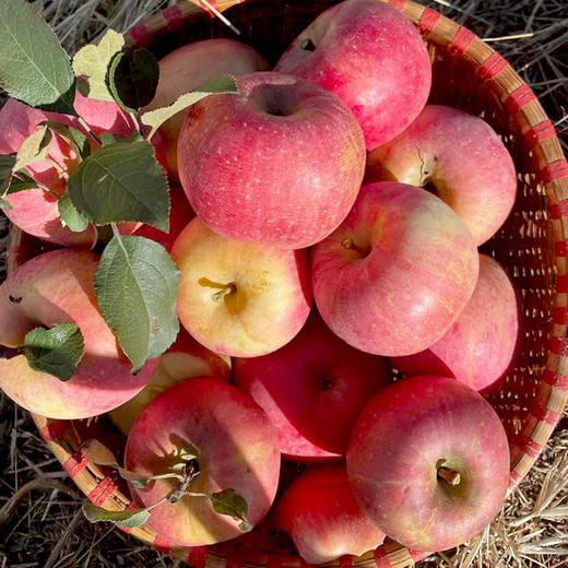 【包邮】宫藤富士苹果 今年新鲜下树红富士 酸甜可口 脆甜多汁 当季水果 3斤/5斤/8斤 商品图1