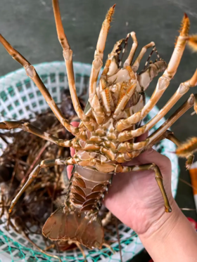 & 极品大青龙🦞非常肥美，还带膏，[胜利]只只都是爆肉品活冻