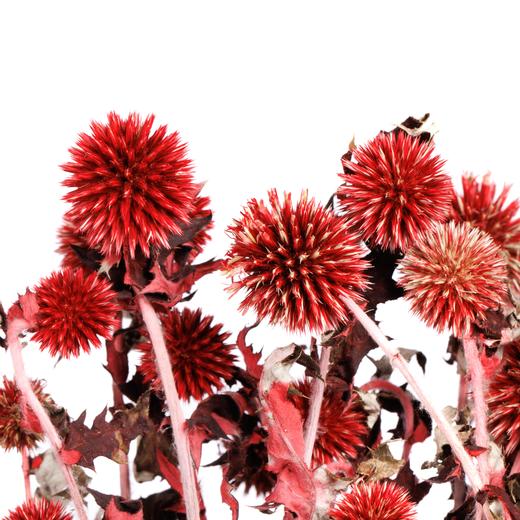 永生蓝星球 | 红色 商品图2