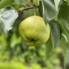 【古树蜂糖梨】皮可食，肉无渣，甜如蜂蜜，香甜多汁 商品缩略图3