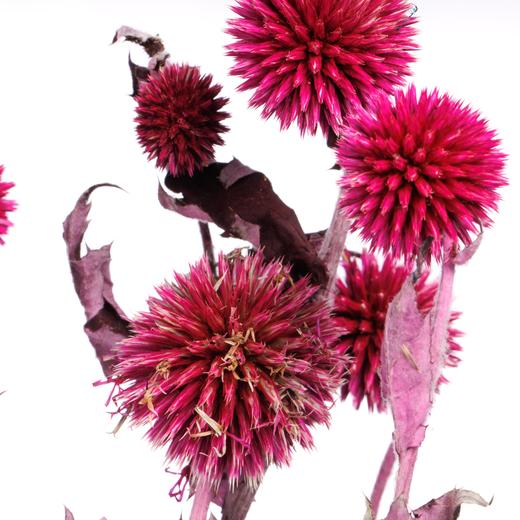 永生蓝星球 | 玫红色 商品图2