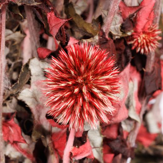 永生蓝星球 | 红色 商品图3