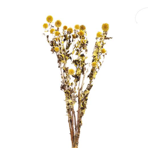 永生蓝星球 | 黄色 商品图1